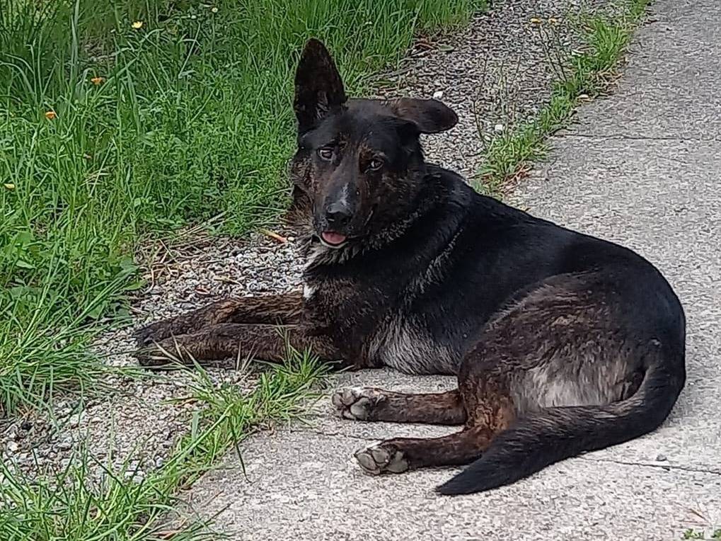 Adotta un cane, maschio, 8 anni , Catanzaro