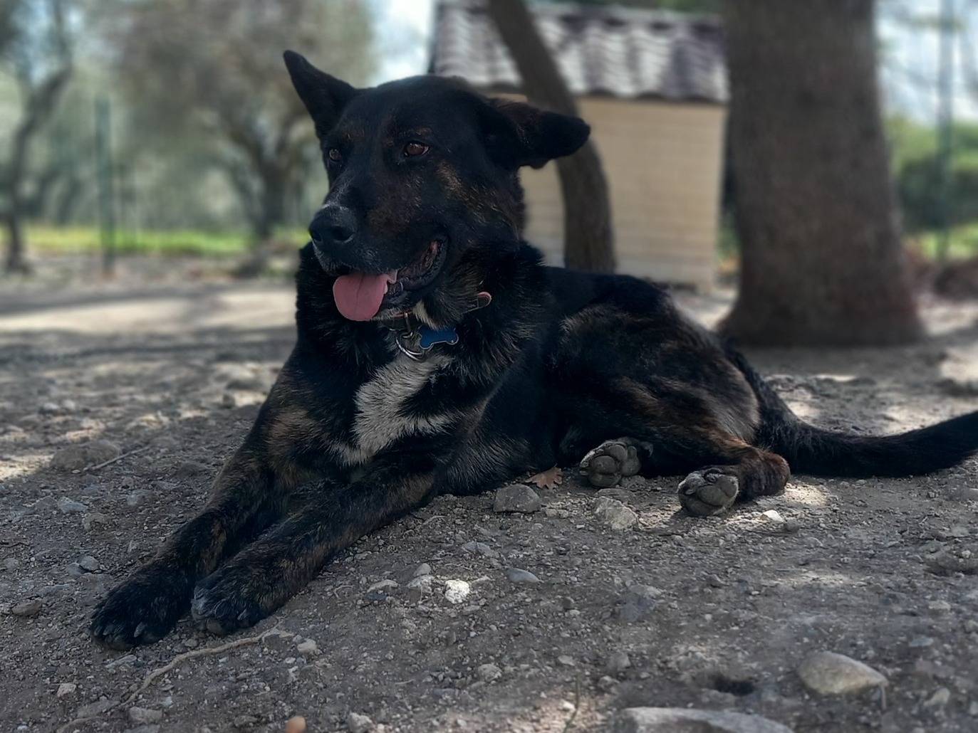 Adotta un cane, taglia grande, maschio, Catanzaro