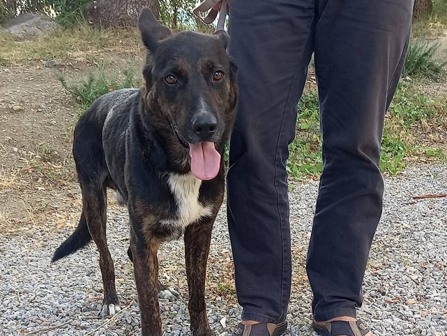 Vuoi adottare un cane a Catanzaro?