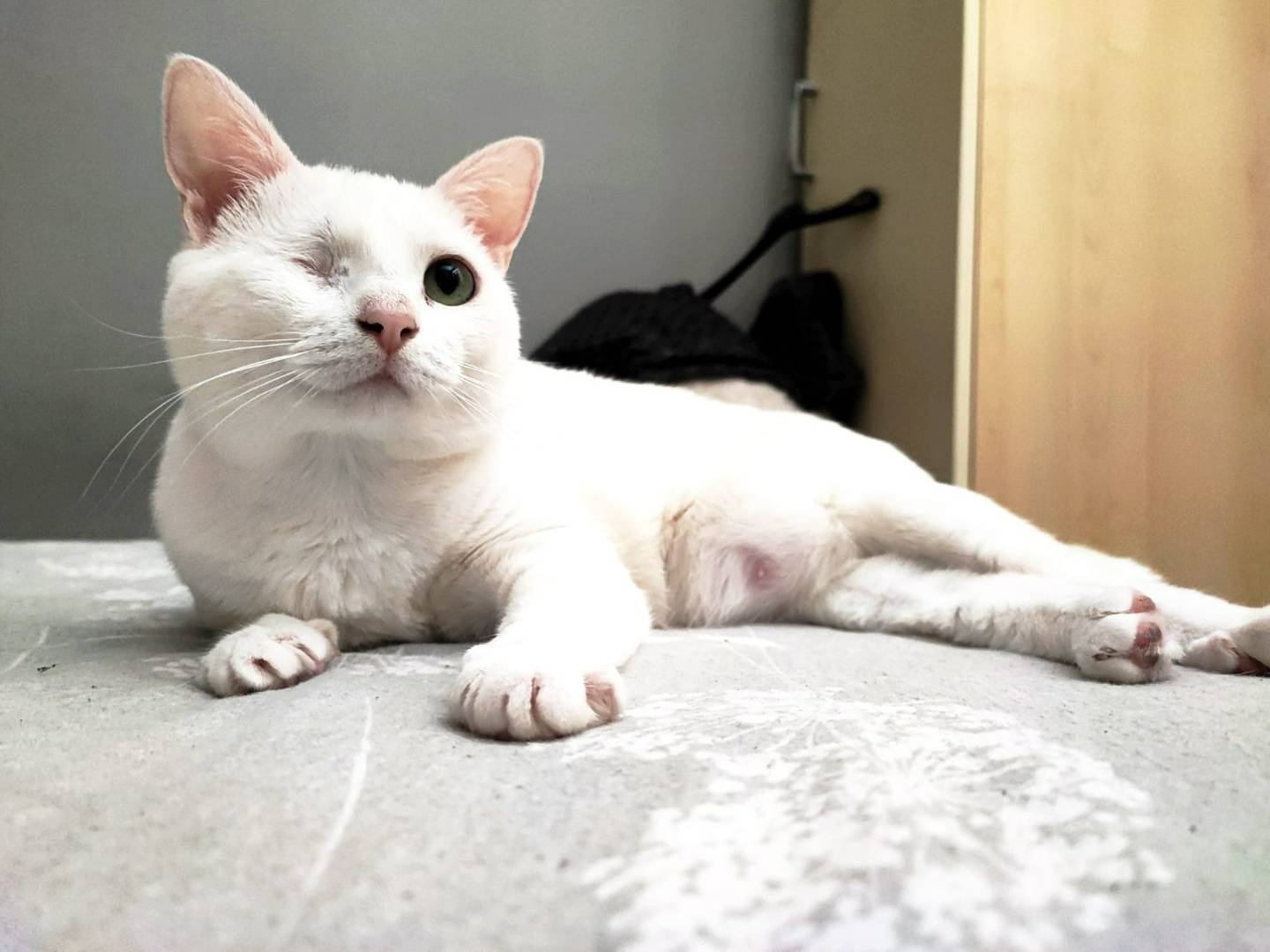 Foto dell'animale
