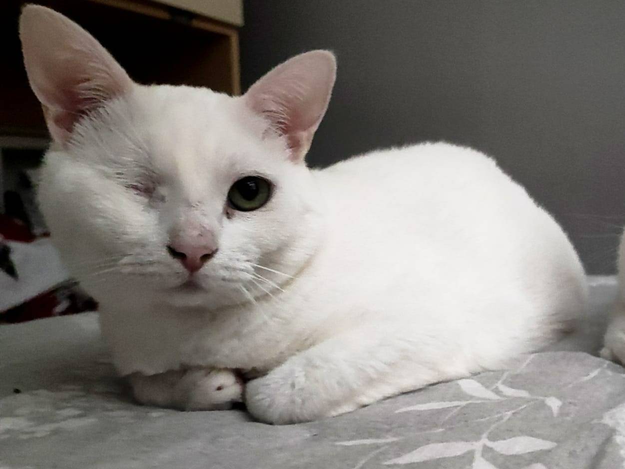 Adotta un gatto, femmina, 4 anni  e 2 mesi , Torino