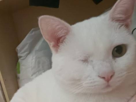 Adotta un gatto, taglia non valida, femmina, Torino