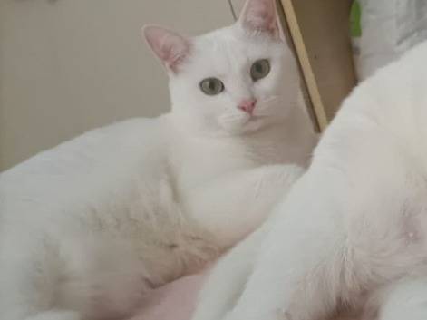 Adotta un gatto, femmina, 4 anni  e 1 mese, Torino