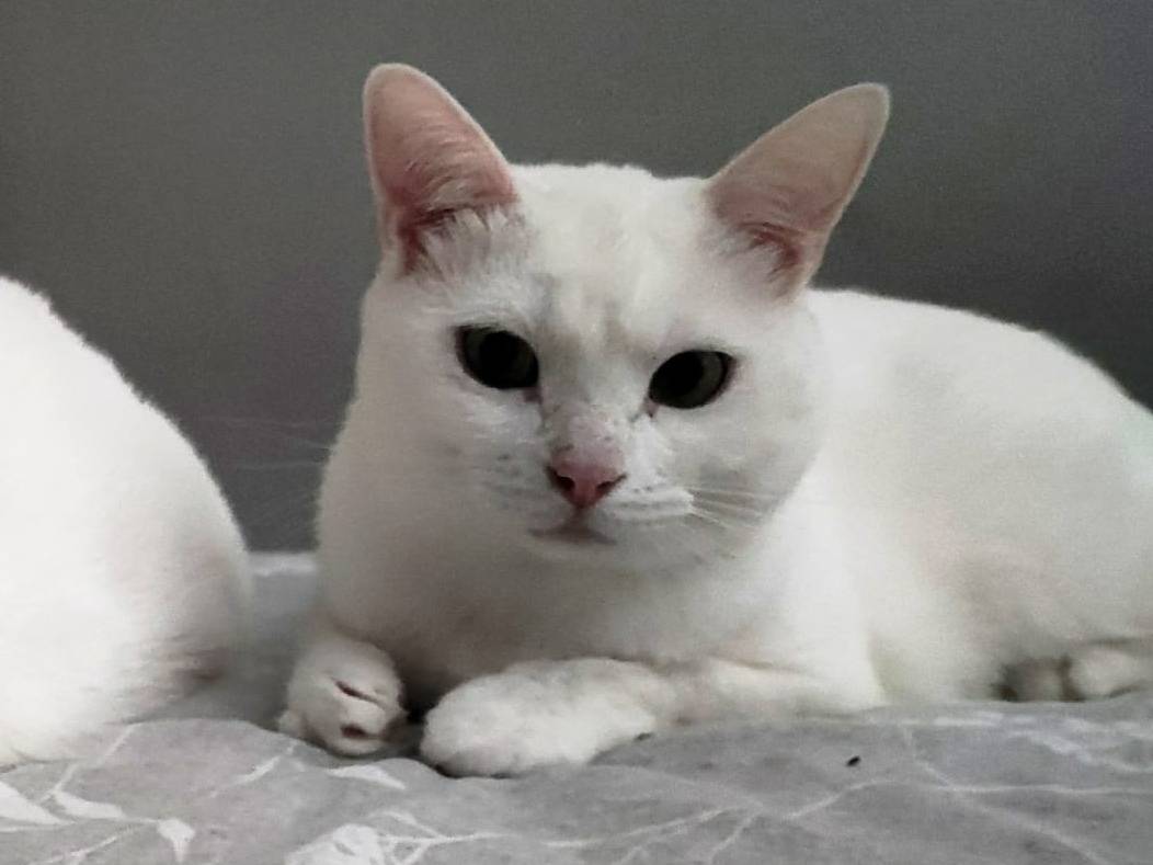 Adotta un gatto, taglia non valida, femmina, Torino