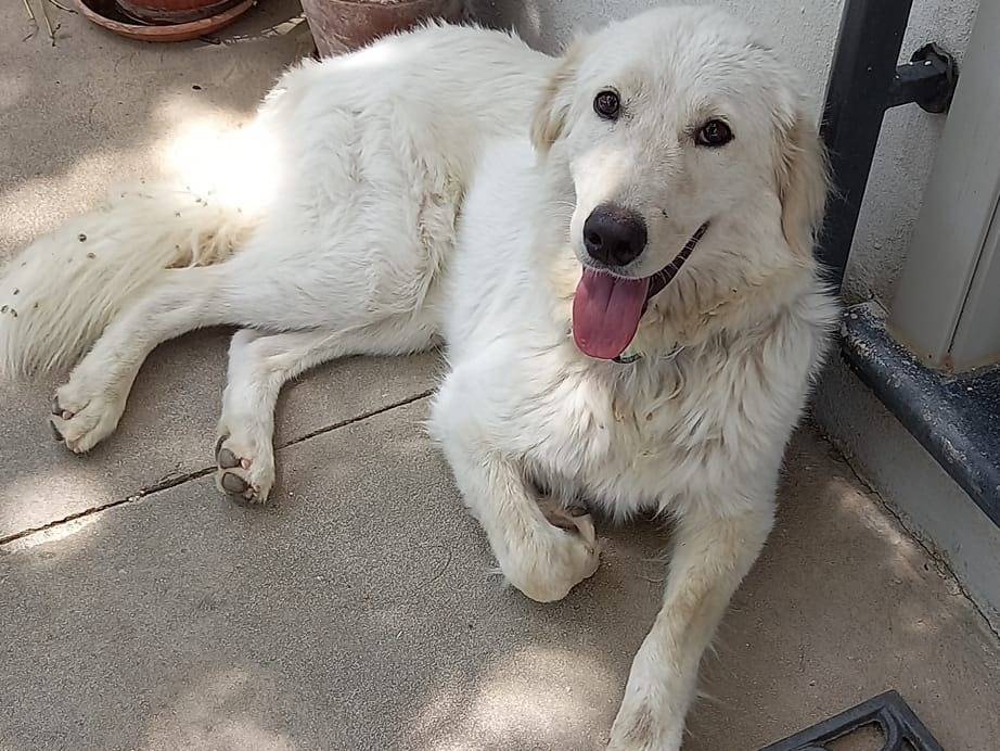 Adotta un cane, femmina, 3 anni  e 2 mesi , Catanzaro