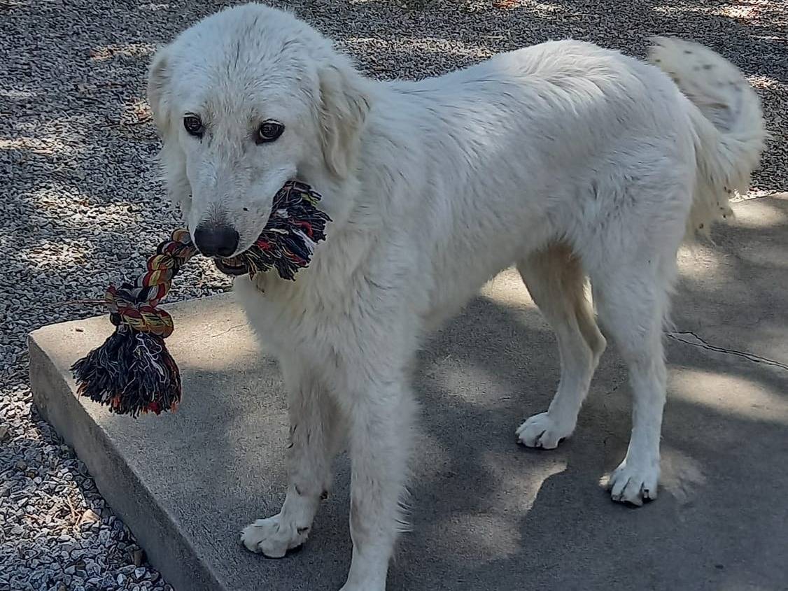 Adotta un cane, taglia media, femmina, Catanzaro