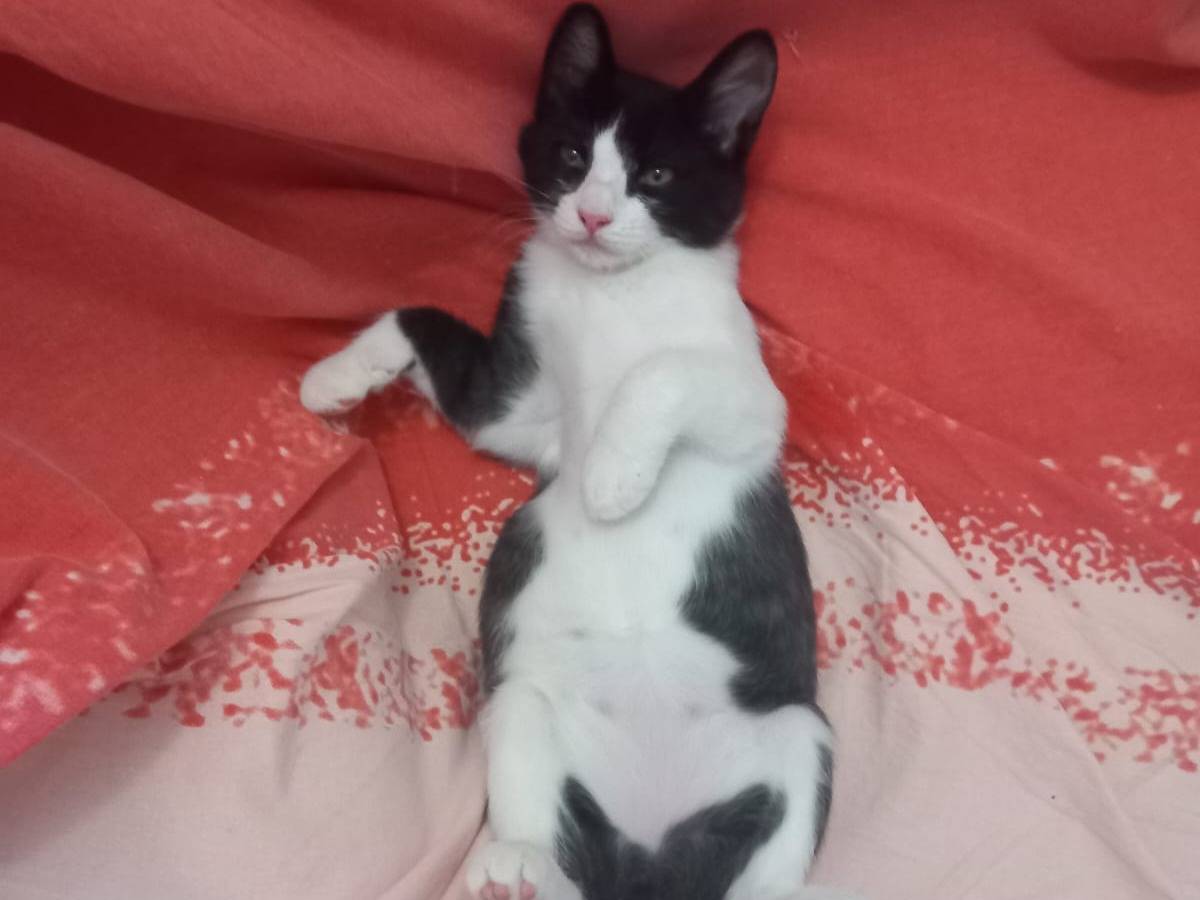 Adotta un gatto, femmina, 1 anno e 11 mesi , Trapani