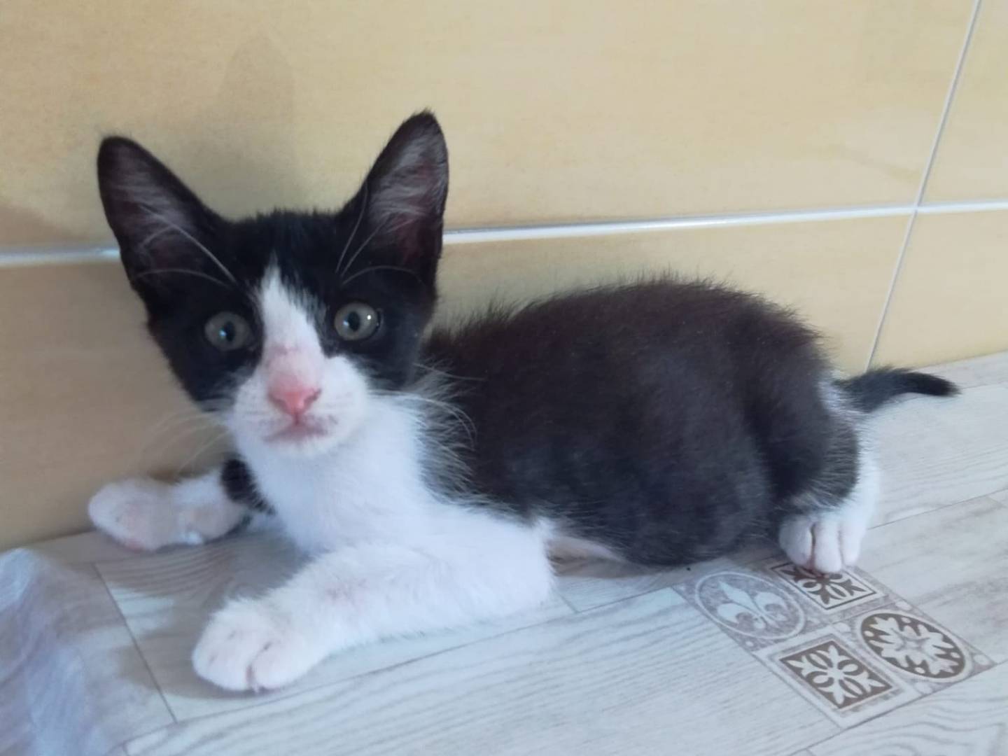 Adotta un gatto, taglia non valida, femmina, Trapani