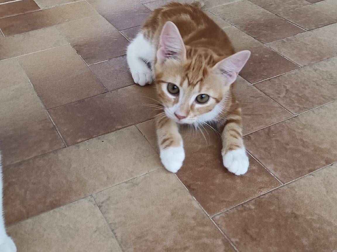Adozione gatto, femmina, meticcio, 1 anno e 10 mesi , taglia non valida, Trapani