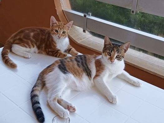 Adotta un gatto, femmina, 1 anno e 10 mesi , Trapani