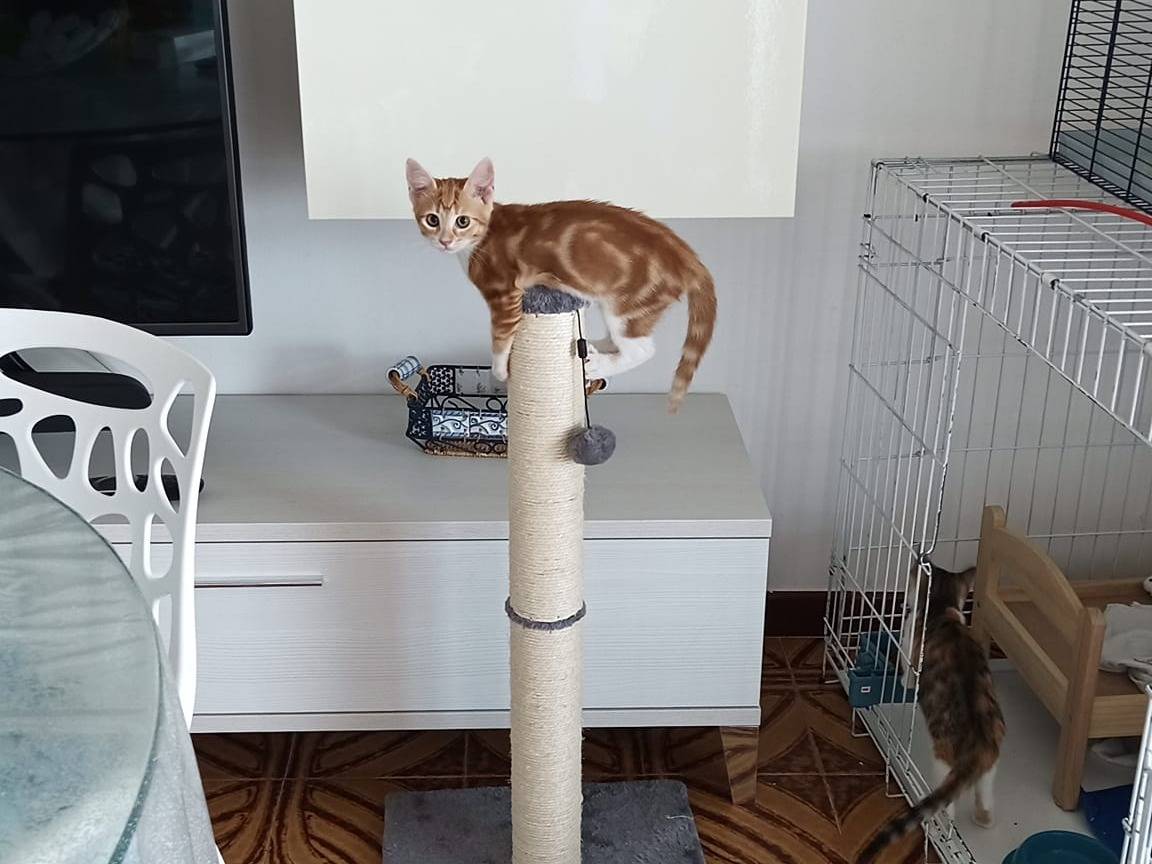 Adotta un gatto, taglia non valida, femmina, Trapani