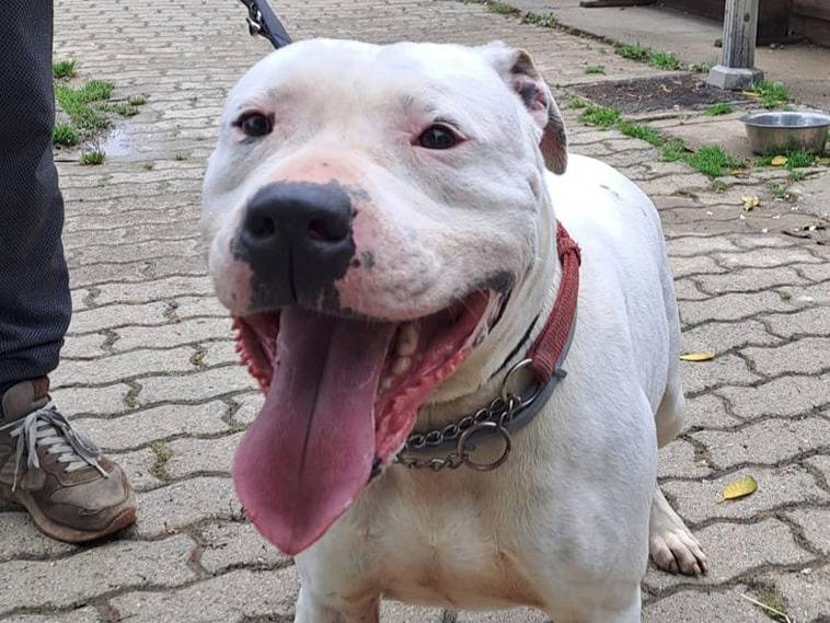 Adotta un cane, maschio, 8 anni e 8 mesi, Genova