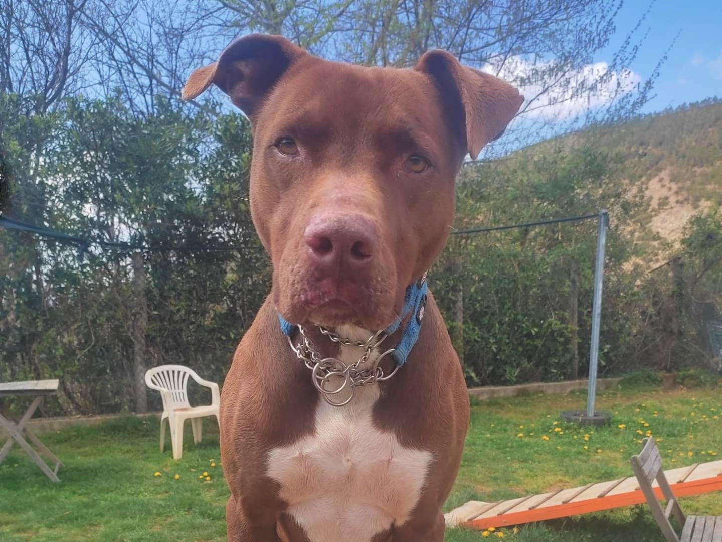 Adotta un cane, maschio, 11 anni e 1 mese, Genova