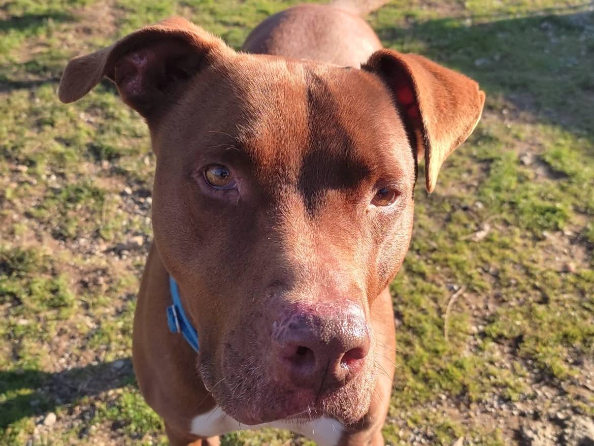 Adotta un cane, taglia grande, maschio, Genova