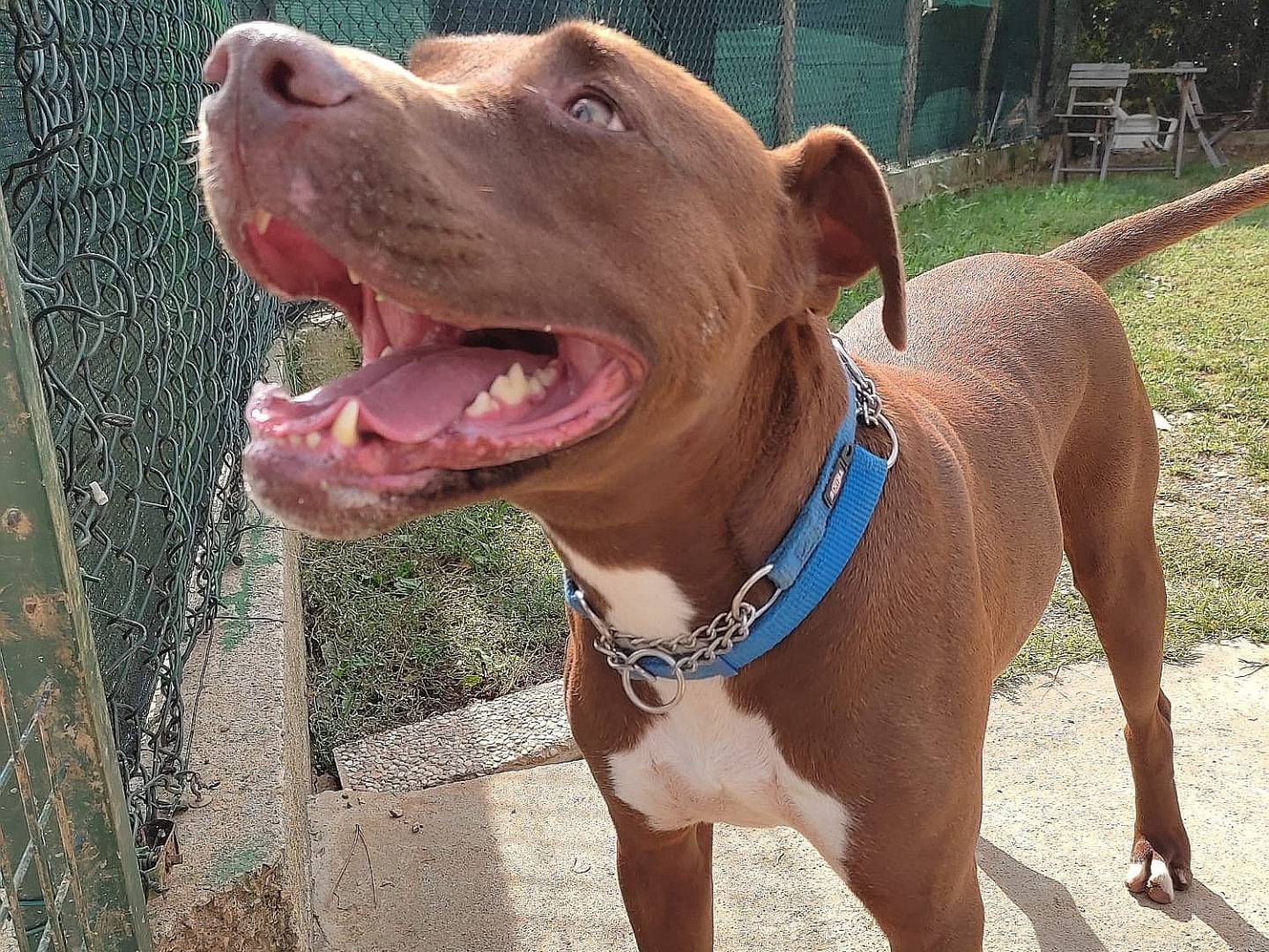 Adotta il cane Brown Pit a Genova