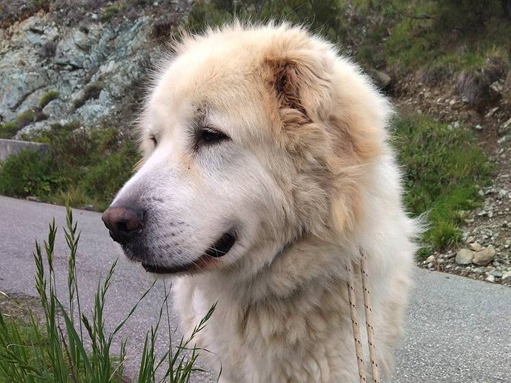 Adotta un cane, taglia gigante, maschio, Genova