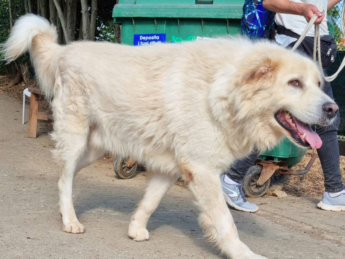 Vuoi adottare un cane a Genova?