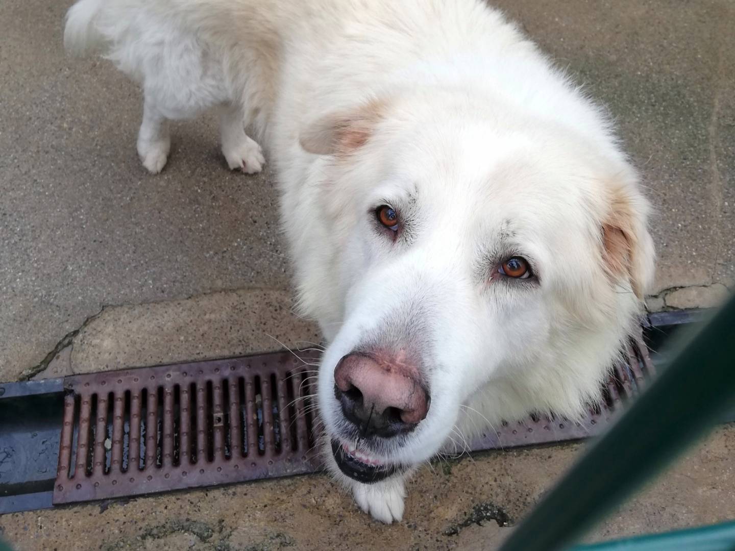 Adotta il cane Chuck a Genova