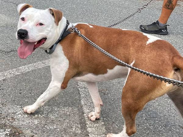 Adozione cane, maschio, Pitbull, 6 anni e 7 mesi, taglia grande, Genova