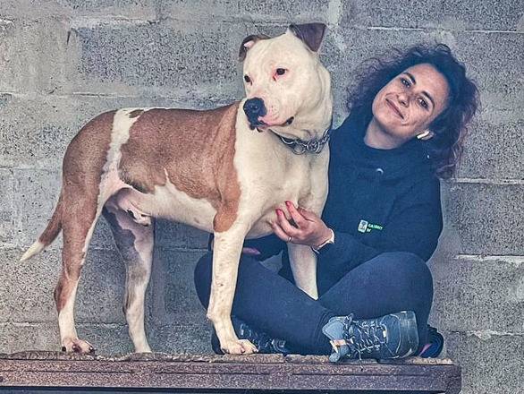 Adotta un cane, maschio, 6 anni e 7 mesi, Genova