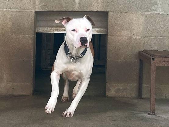 Adotta un cane, taglia grande, maschio, Genova