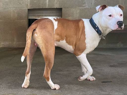 Vuoi adottare un cane a Genova?