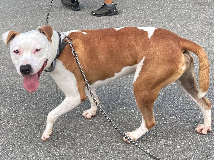 Adotta il cane Ciro a Genova