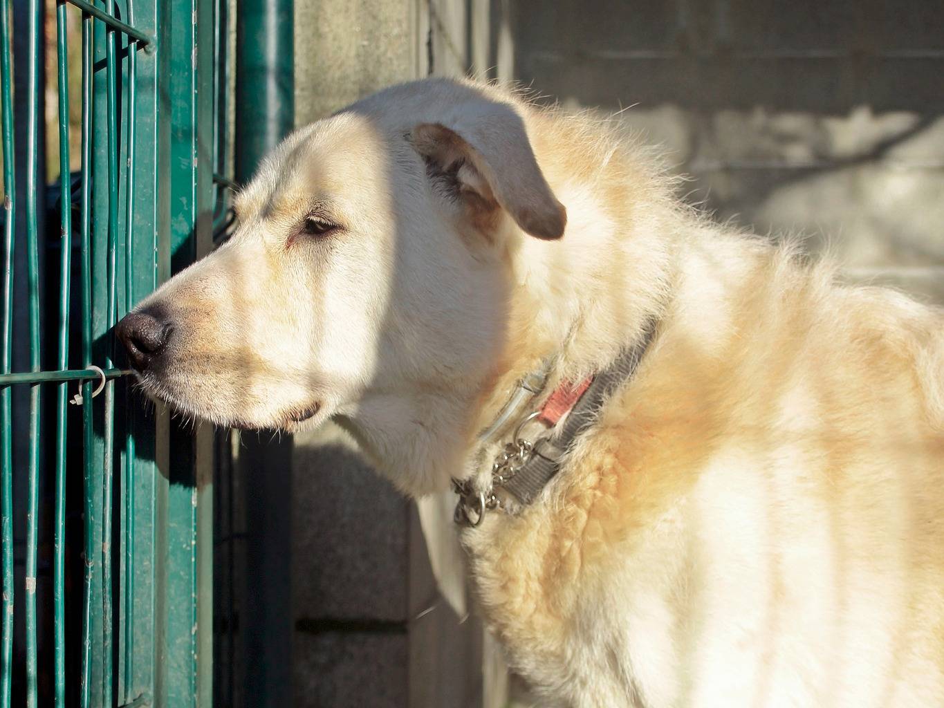 Adozione cane, maschio, Pastore maremmano, 13 anni  e 2 mesi , taglia grande, Genova