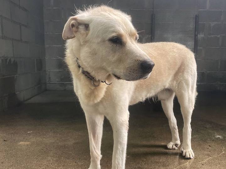 Adotta un cane, taglia grande, maschio, Genova