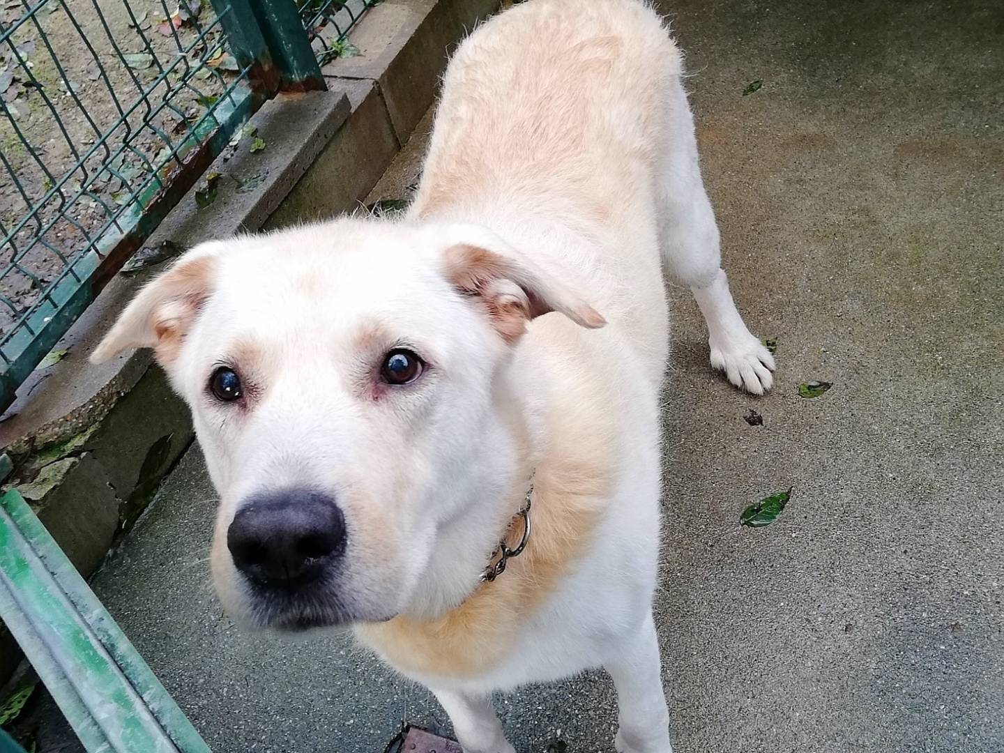 Vuoi adottare un cane a Genova?