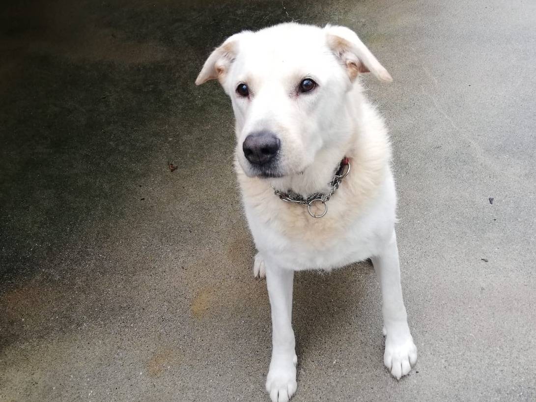 Adotta il cane Dream a Genova