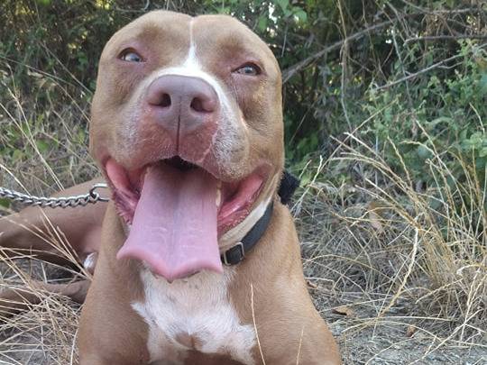 Adozione cane, maschio, Pitbull, 8 anni  e 5 mesi , taglia grande, Genova
