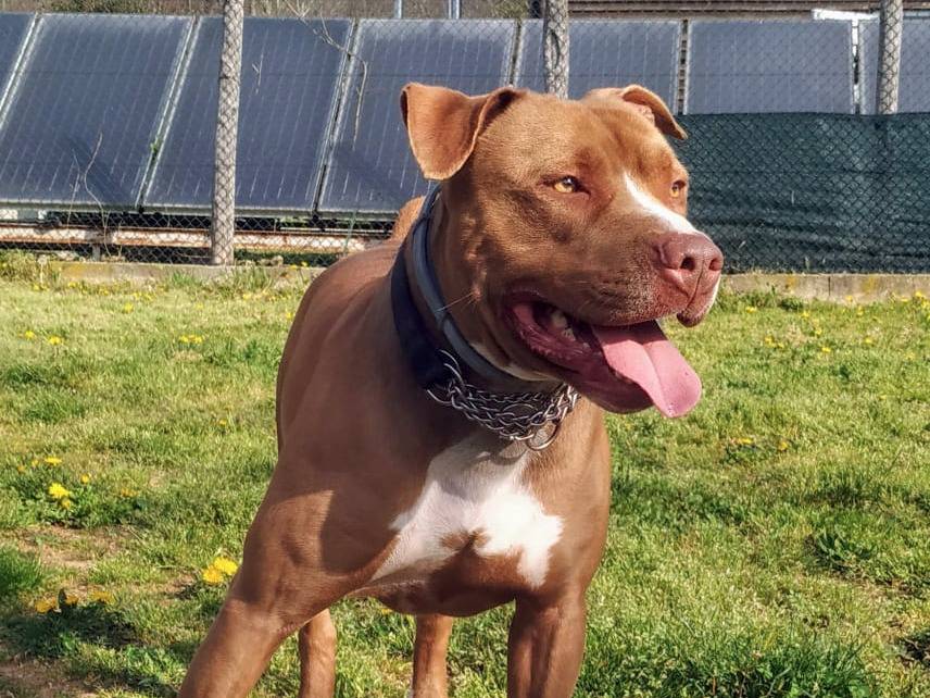 Adotta un cane, maschio, 8 anni  e 5 mesi , Genova