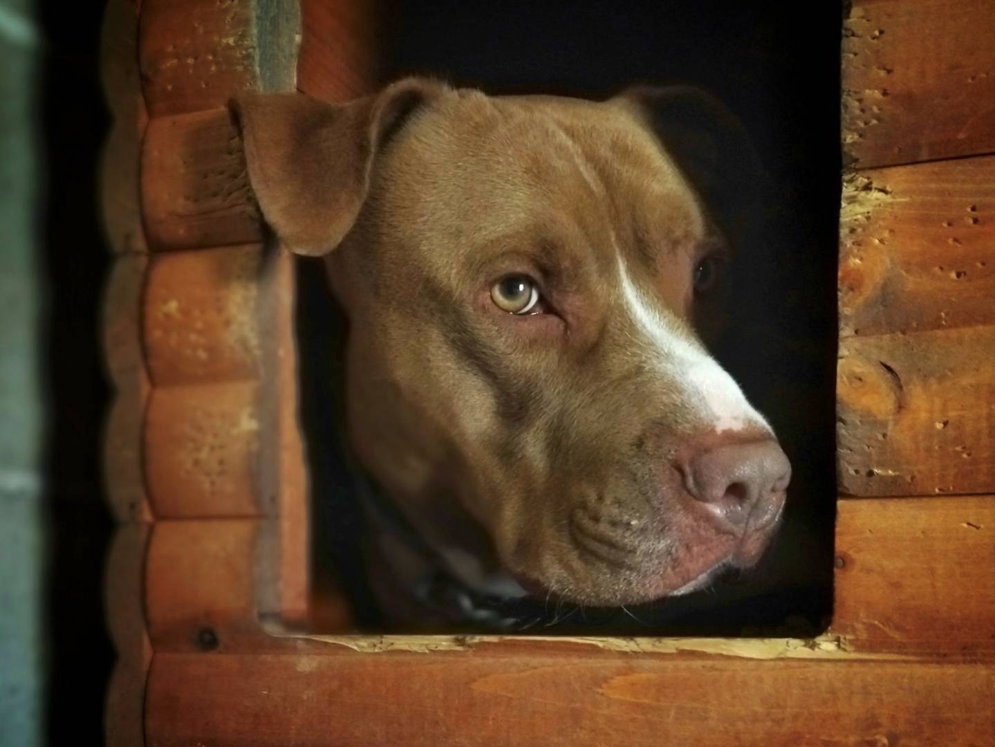 Adotta un cane, taglia grande, maschio, Genova