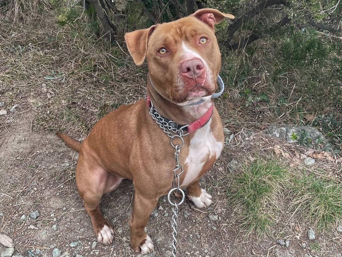 Vuoi adottare un cane a Genova?