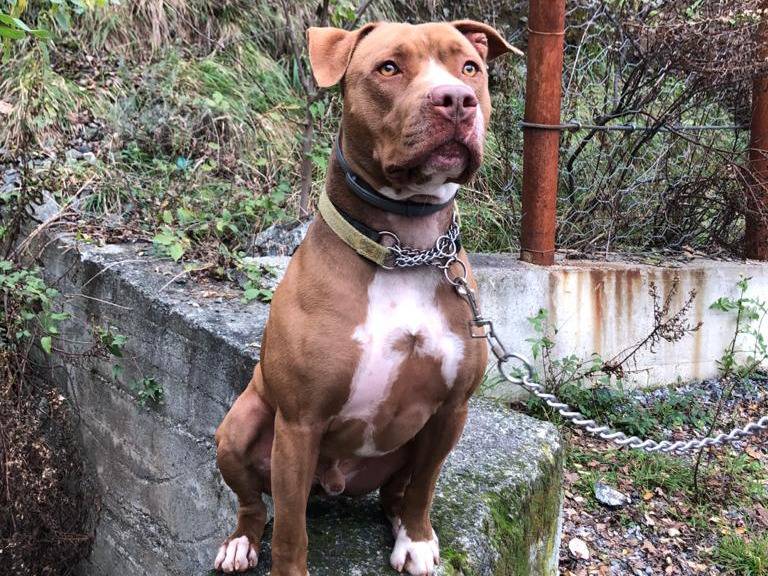 Adotta il cane Gordo a Genova
