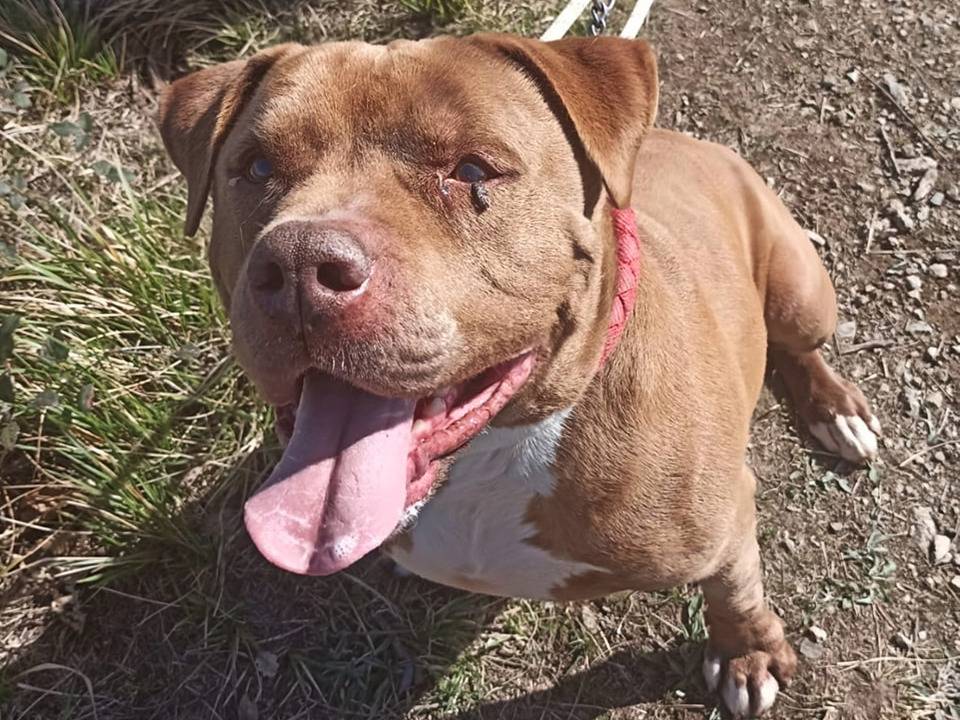 Adozione cane, maschio, Pitbull, 14 anni  e 3 mesi , taglia grande, Genova