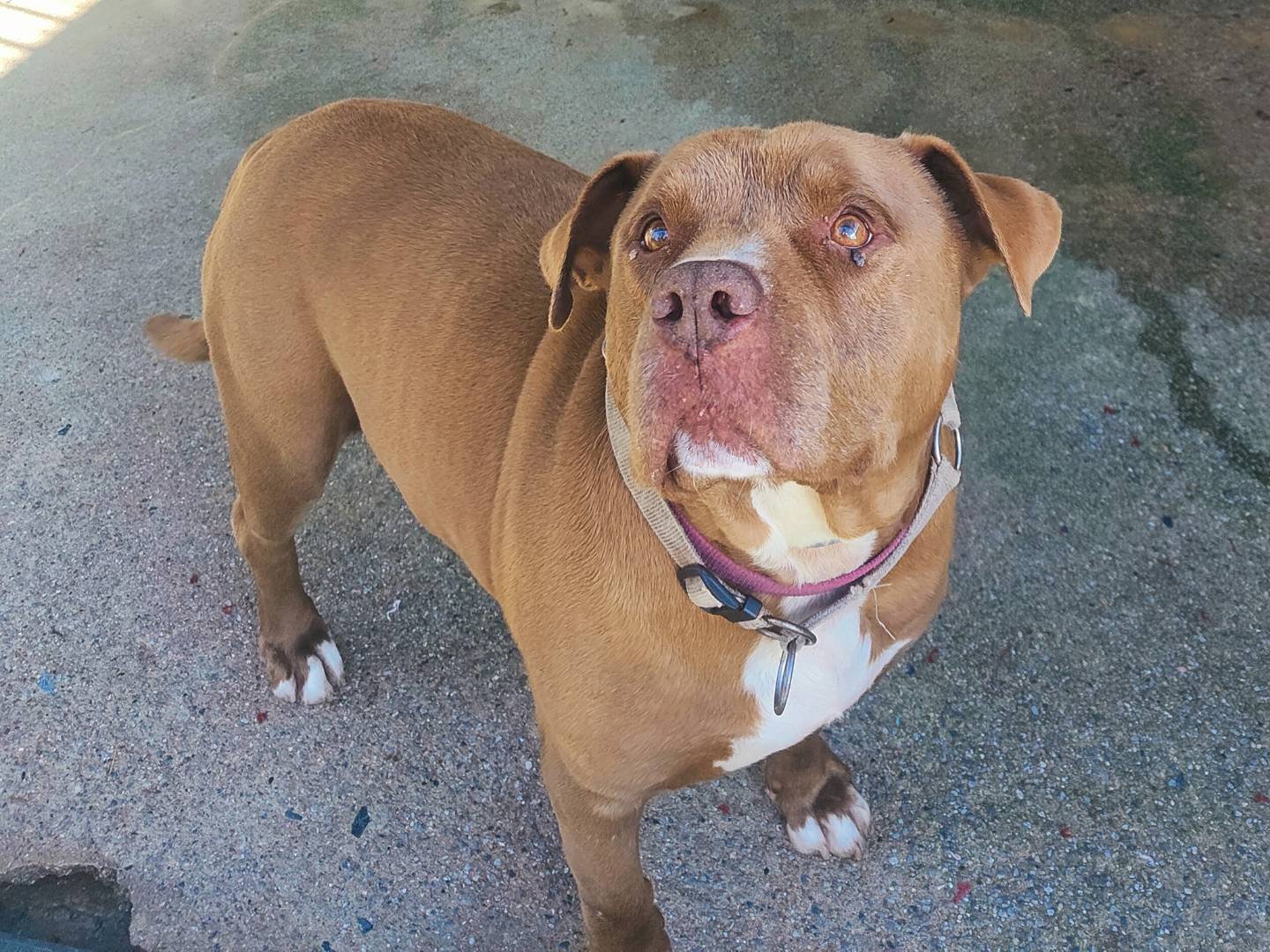 Adotta un cane, maschio, 14 anni  e 3 mesi , Genova
