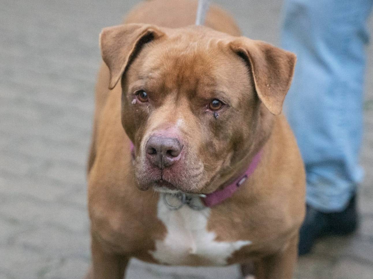 Adotta un cane, taglia grande, maschio, Genova