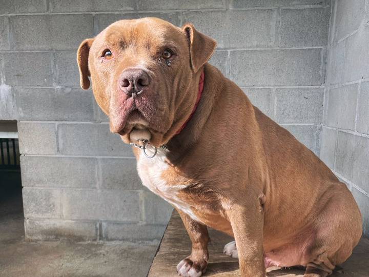 Vuoi adottare un cane a Genova?