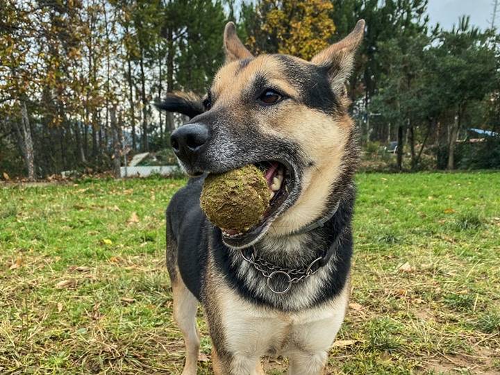 Adotta un cane, maschio, 7 anni  e 8 mesi , Genova