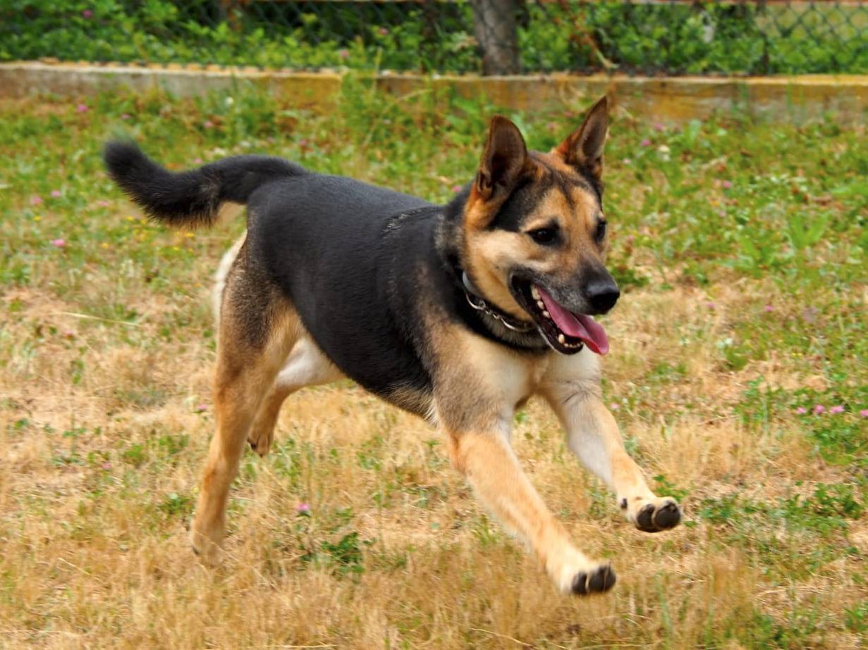 Adotta un cane, taglia grande, maschio, Genova