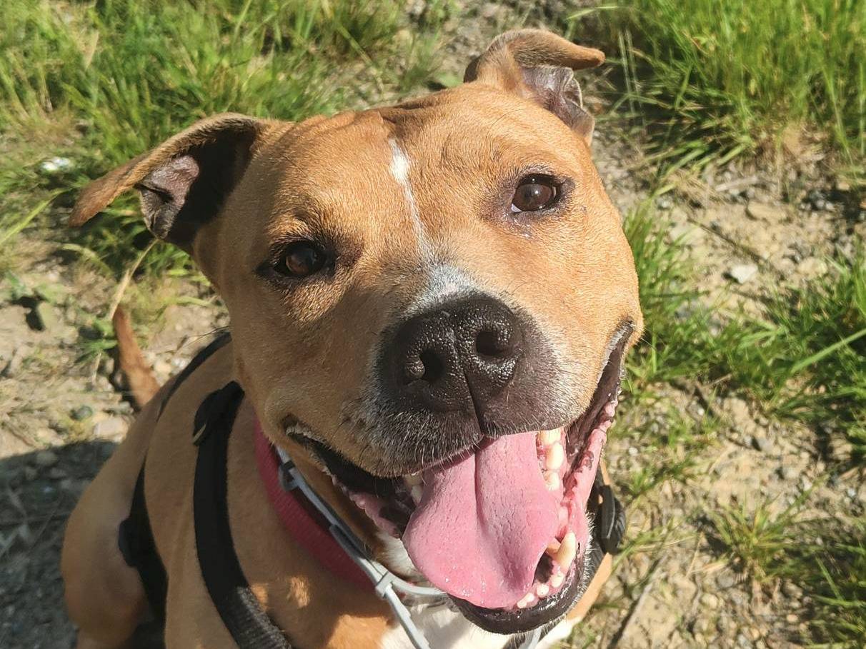 Adozione cane, maschio, Pitbull, 9 anni e 7 mesi, taglia grande, Genova