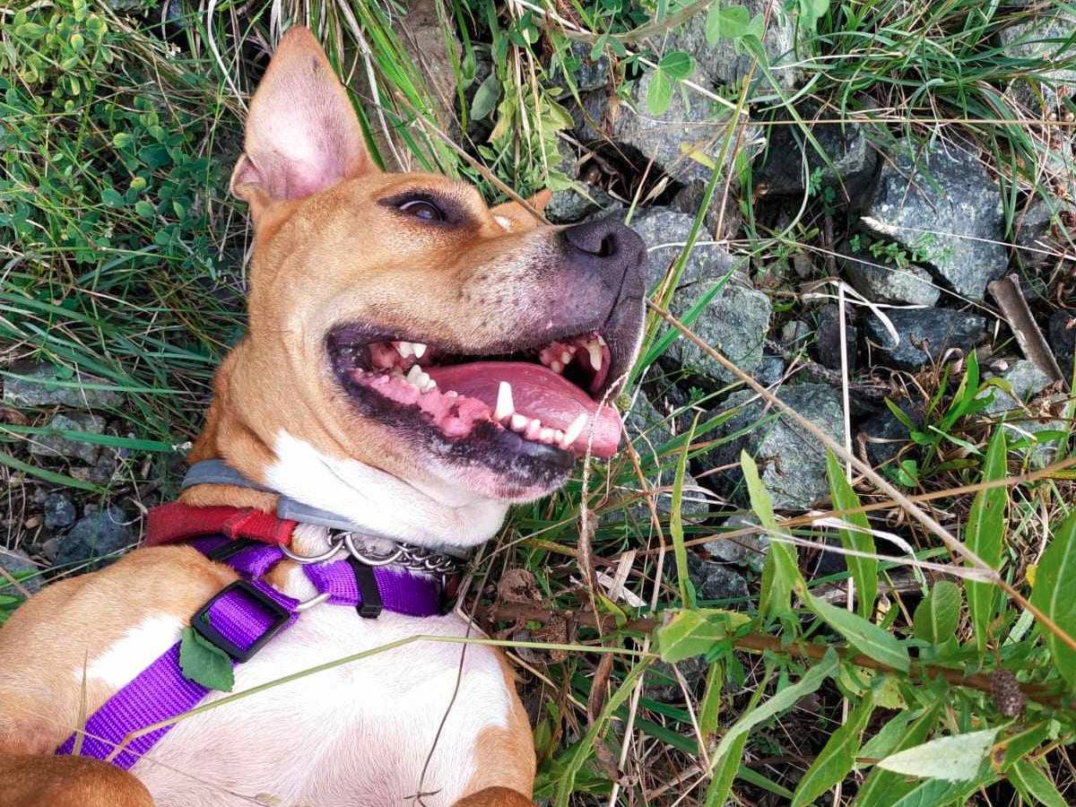 Adotta un cane, taglia grande, maschio, Genova