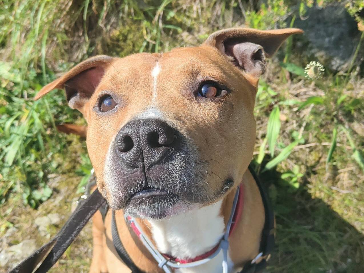 Vuoi adottare un cane a Genova?