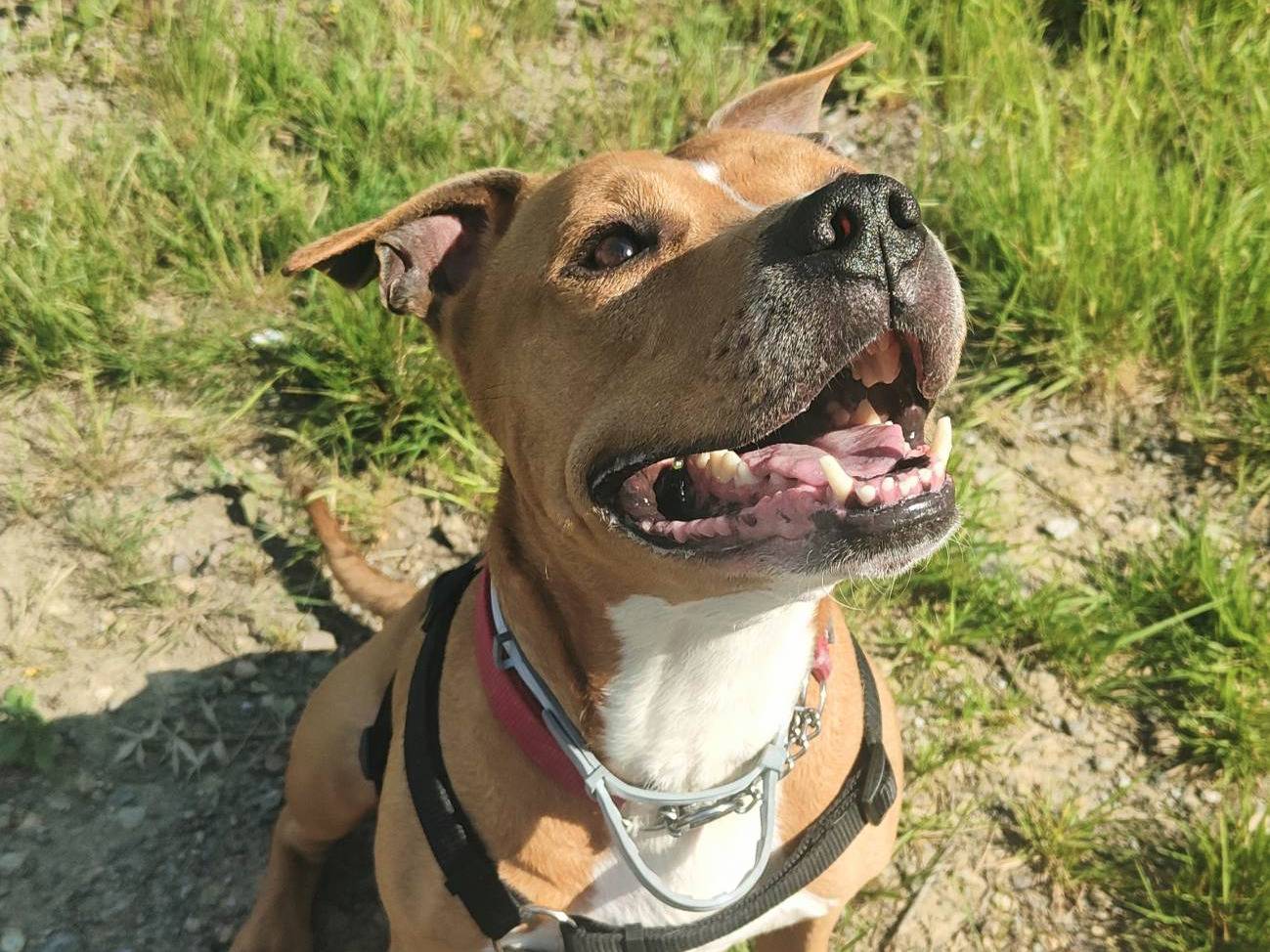 Adotta il cane Rubble a Genova