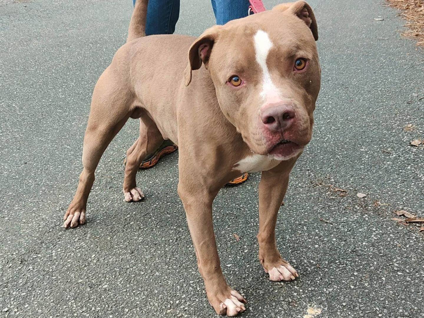 Adotta un cane, maschio, 6 anni  e 2 mesi , Genova