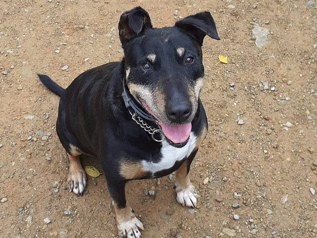 Adotta un cane, maschio, 14 anni  e 4 mesi , Genova