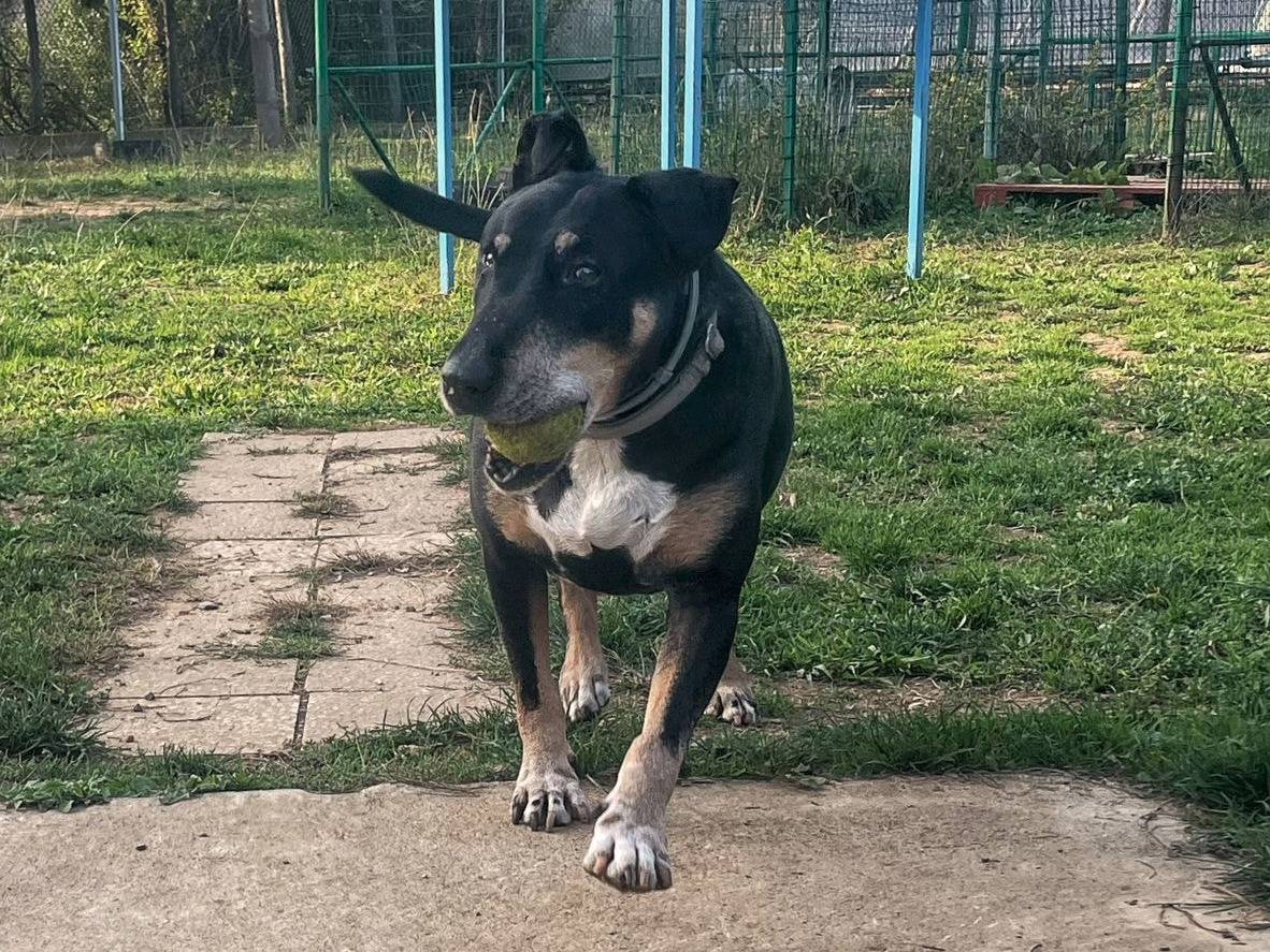 Adotta un cane, taglia grande, maschio, Genova
