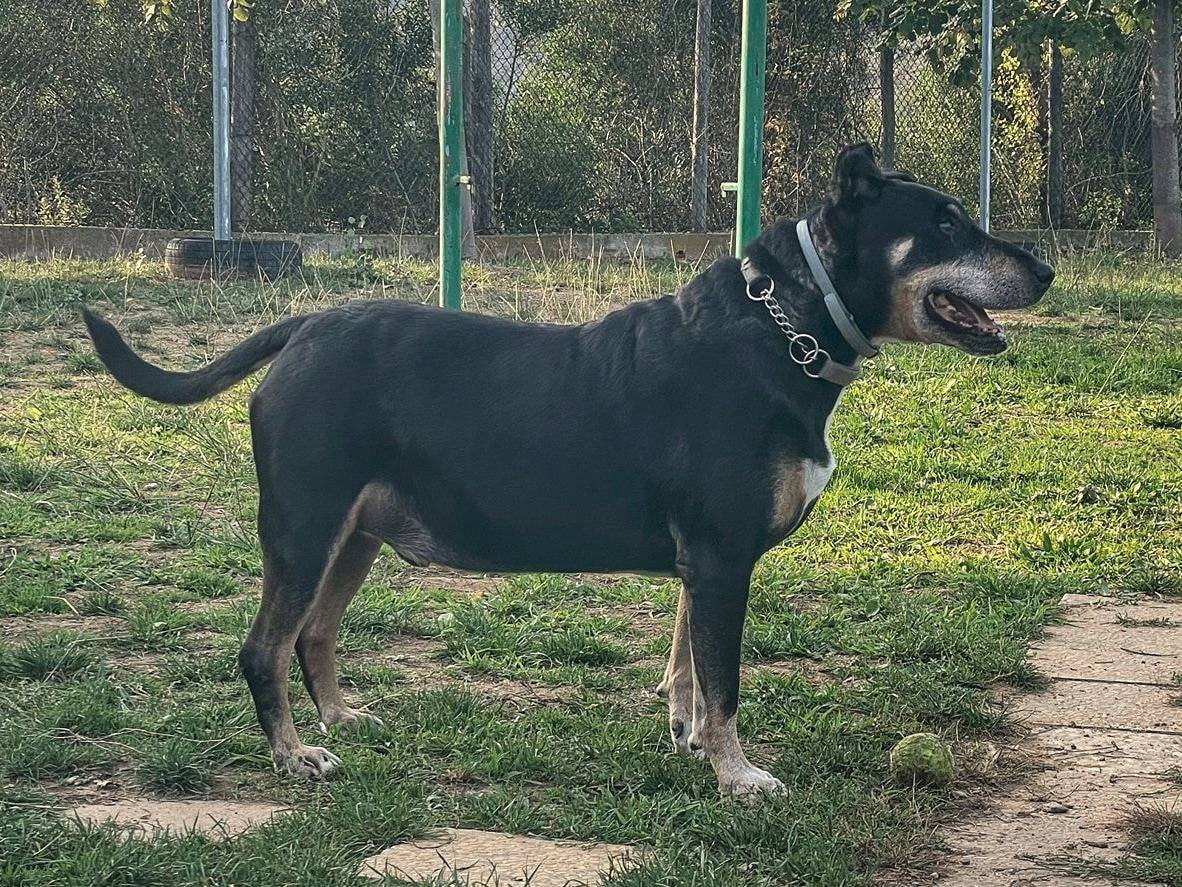 Vuoi adottare un cane a Genova?